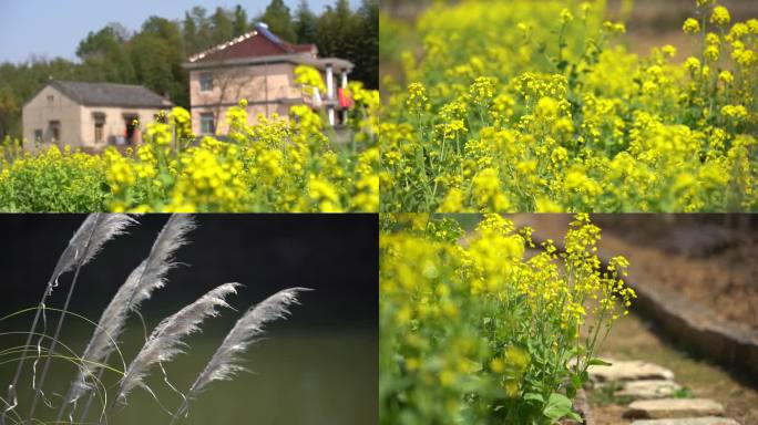 乡村 油菜花 农村