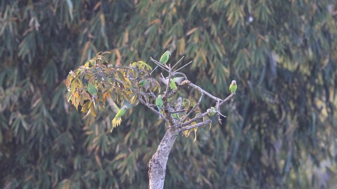 一群野生花头鹦鹉挤在树尖活动