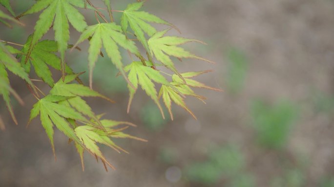 枫叶在风中摇曳风吹青色枫叶