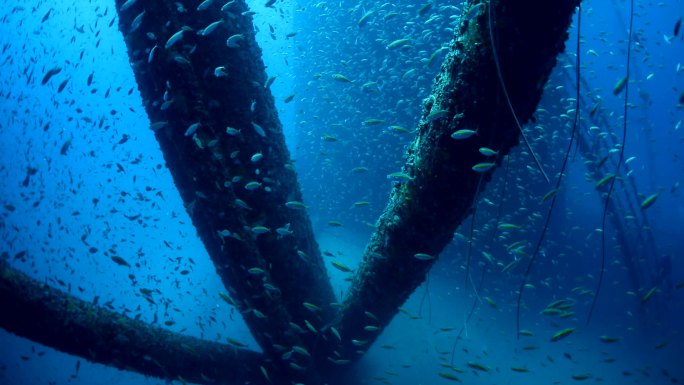 水下石油钻机鱼群海洋实拍海洋鱼群深海
