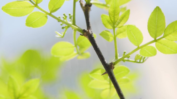 鲜花盛开