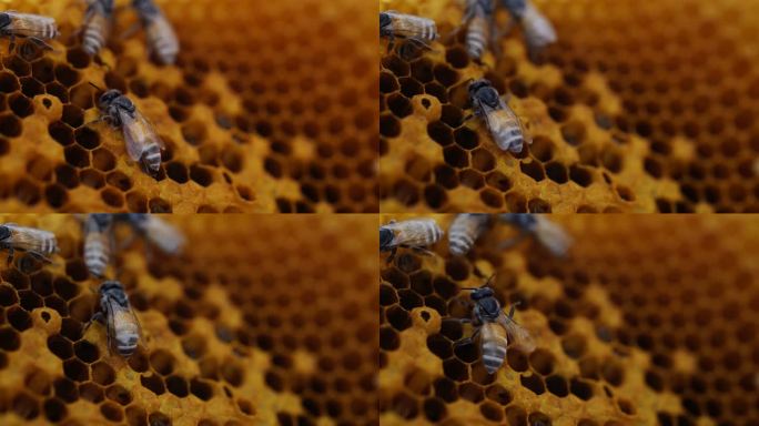 蜜蜂群喂养幼虫蜂蜜产业真实动物世界科普