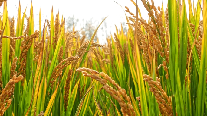 秋天水稻收割