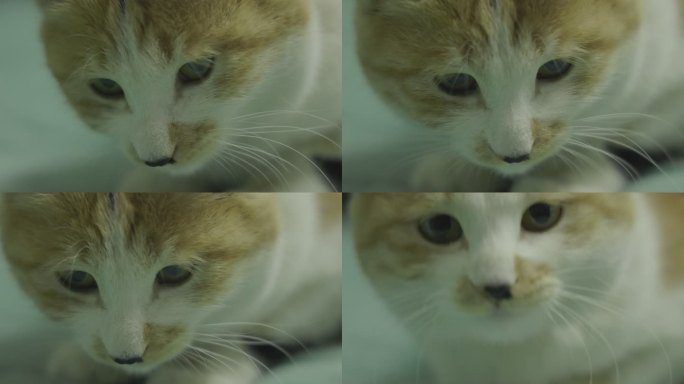 猫 猫咪 吸猫 萌猫 萌宠 宠物 灰片