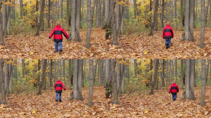 魁北克秋天，可爱的红发男孩在森林里散步