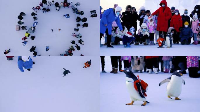太阳岛雪博会—— 企鹅