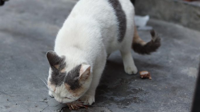 小猫宠物吃食宠物猫