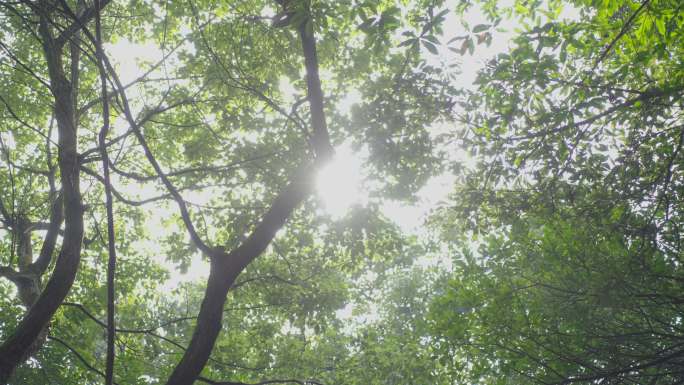 4k太阳下树荫安静美好大自然