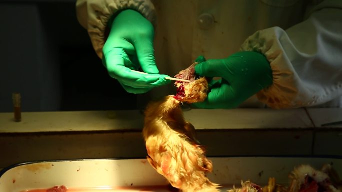 鸭传染性浆膜炎 解剖 胰腺 气管 取样
