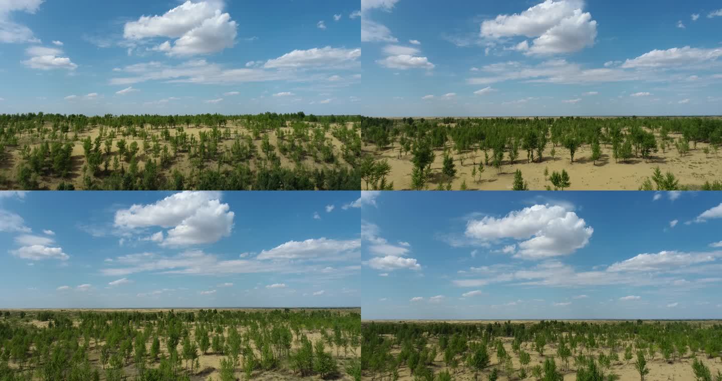 内蒙古沙漠林带植树造林航拍