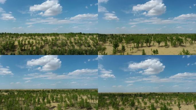 内蒙古沙漠林带植树造林航拍