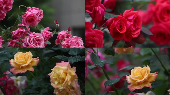 玫瑰情人节雨后月季花