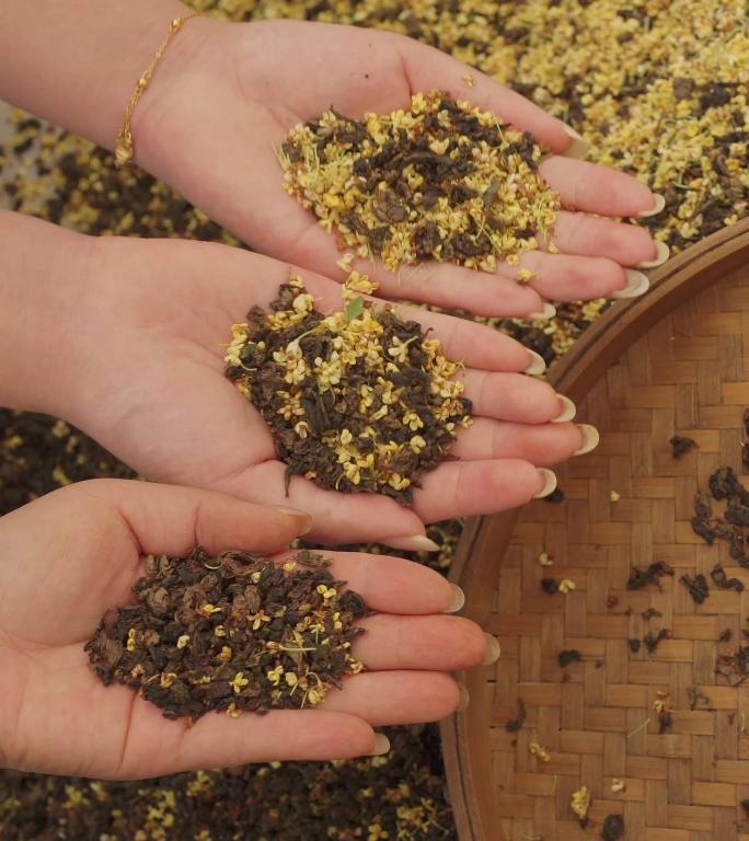 桂花茶制作桂花陈铁乌龙茶茶叶窨制粉镜头