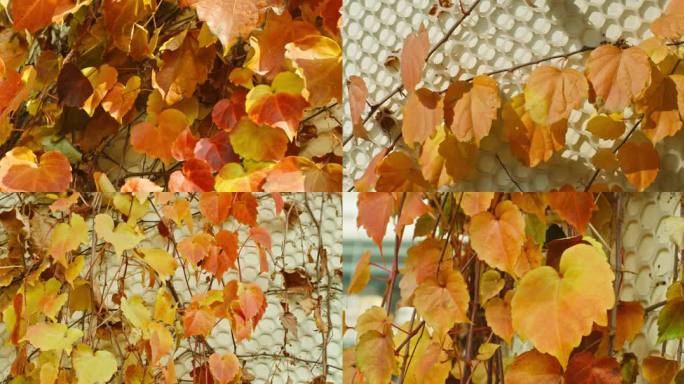 秋季墙上爬山虎红叶
