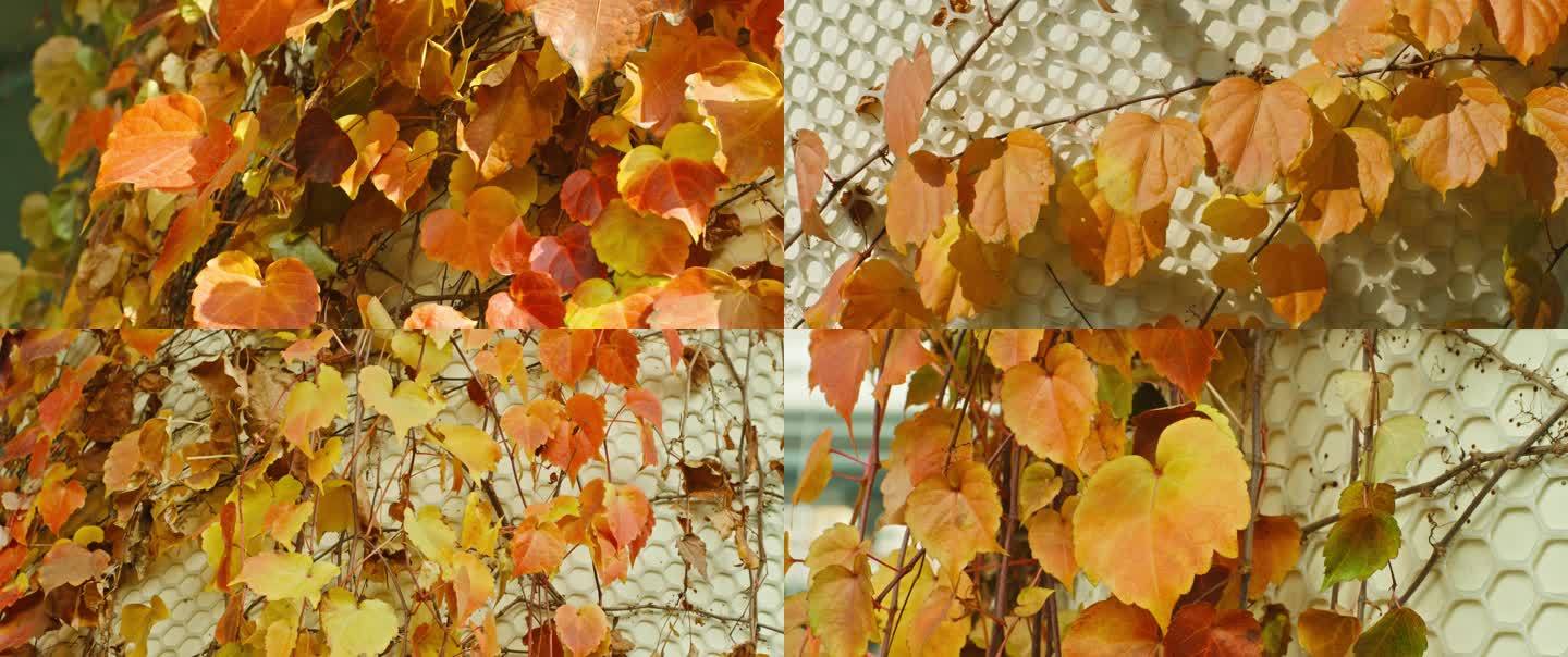 秋季墙上爬山虎红叶