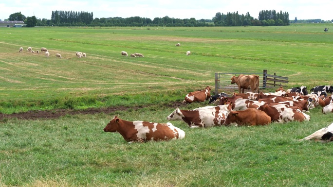 许多奶牛在绿色的草地上反刍。摇摄镜头。