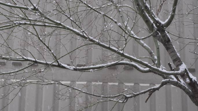 安静的下雪天落雪城市景色树枝冬天