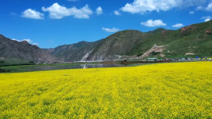 甘南  油菜花田