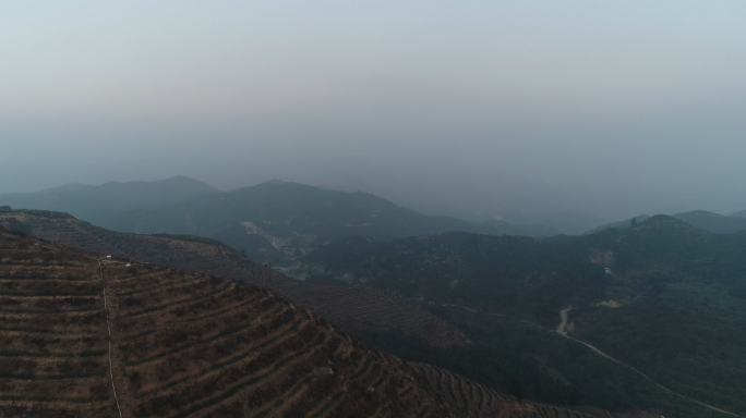 航拍山坡树林12