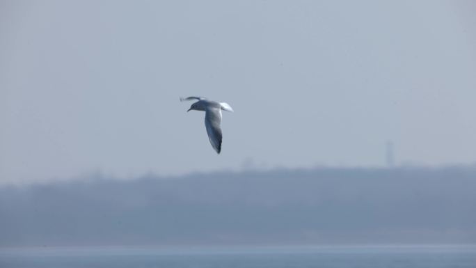 海鸥飞翔特写自然生态冬天大海湿地