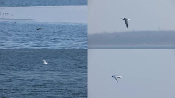 海鸥飞翔特写自然生态冬天大海湿地