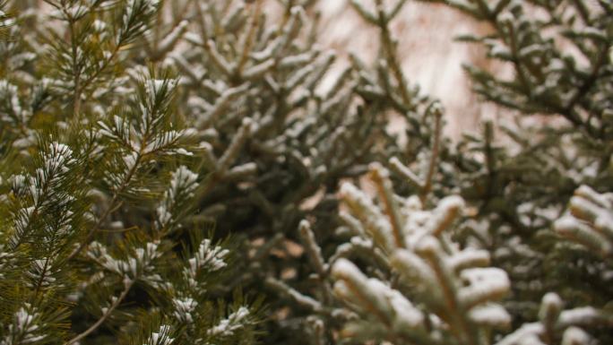 雪花飘落-松树上的积雪特写