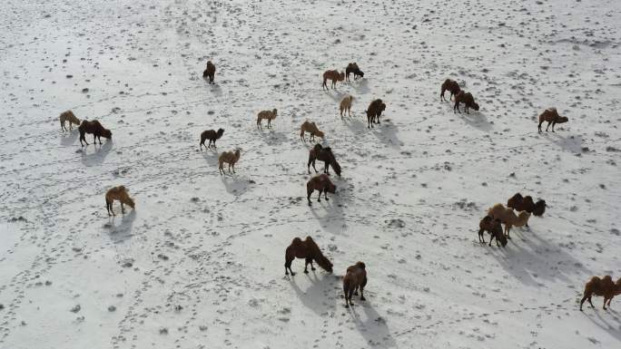 雪中的骆驼群