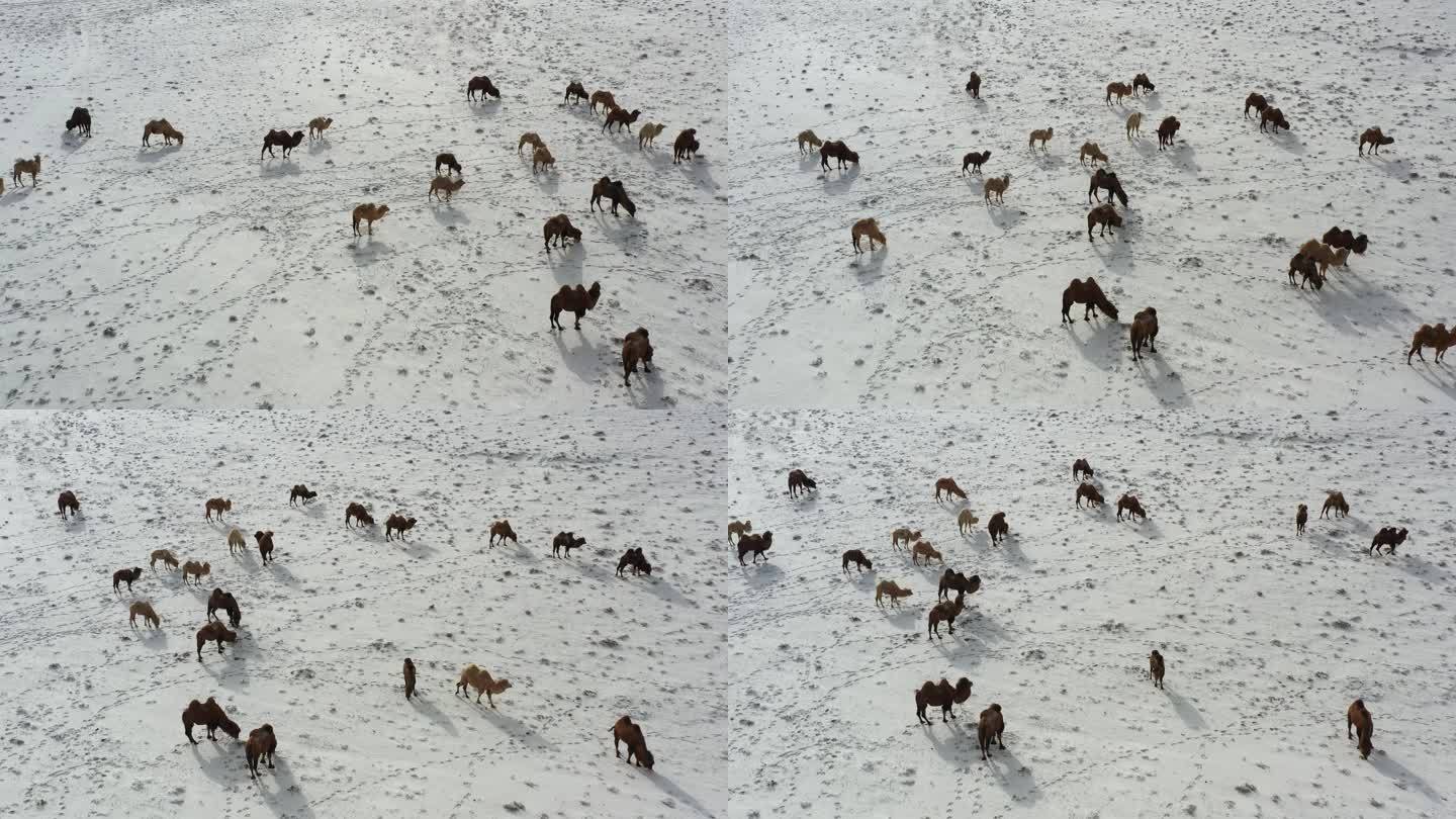 雪中的骆驼群