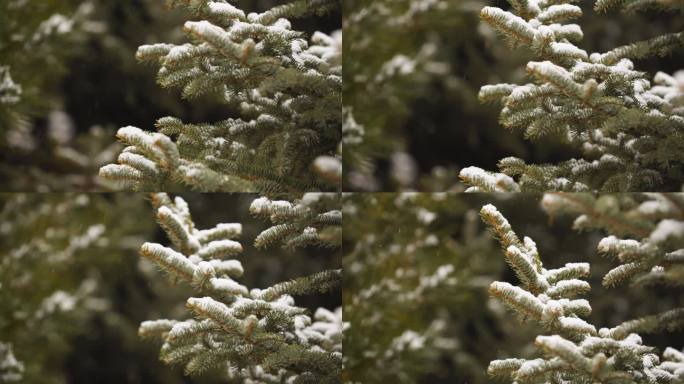 松树上的积雪-雪花飘落特写