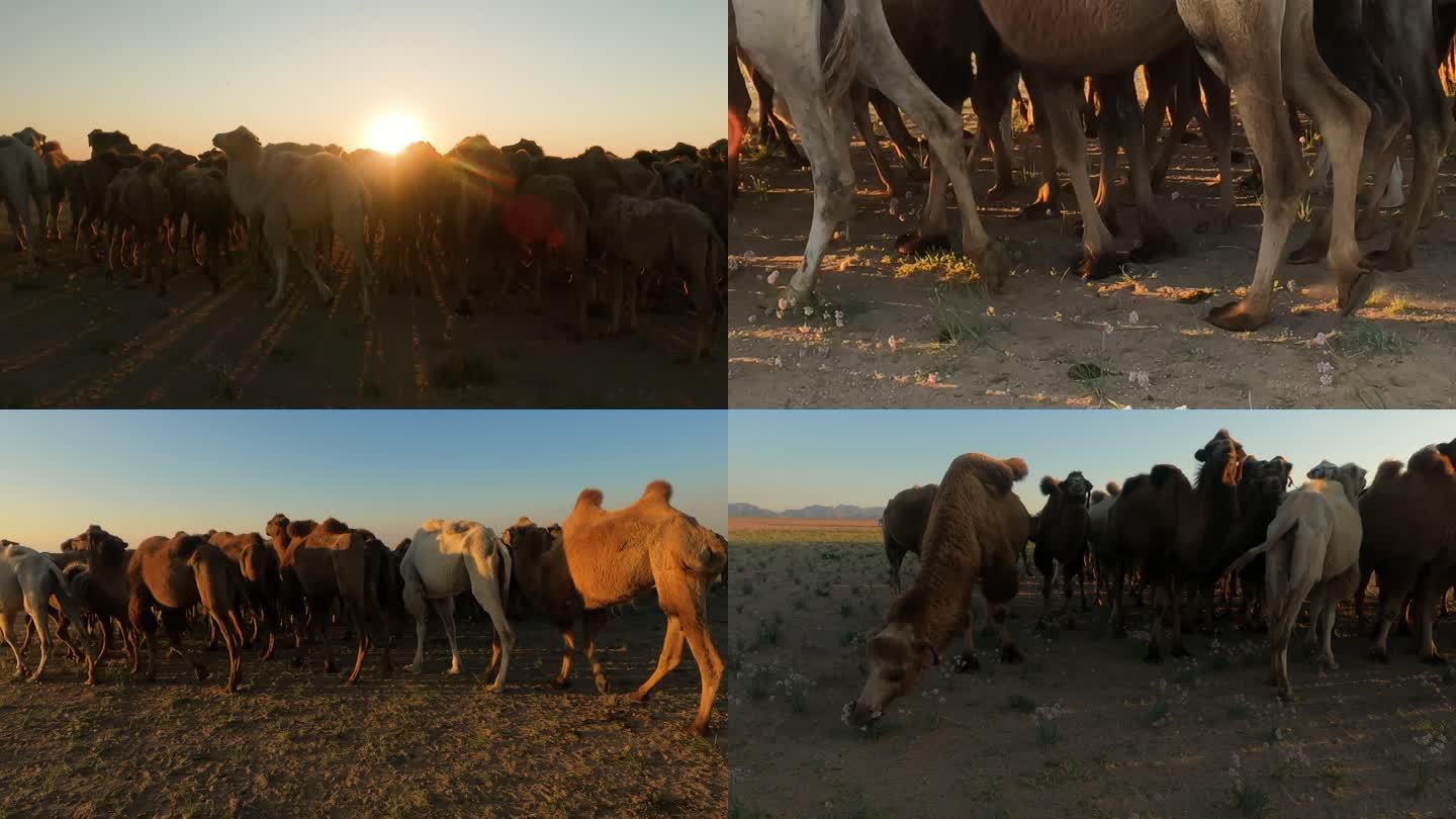 大热天吃沙葱的骆驼
