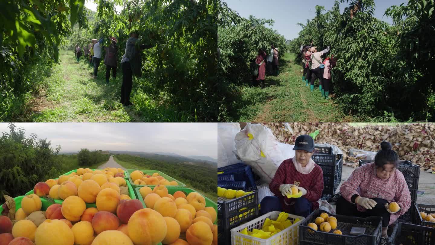 黄桃采摘装箱