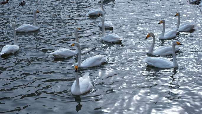 冬天新疆成群天鹅漂浮在河水中休息自由玩耍