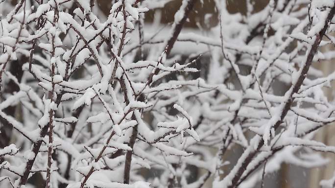 实拍风雪交加 大雪纷飞