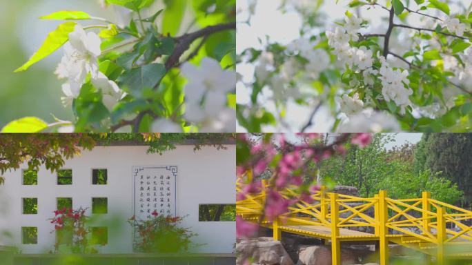 海棠园 海棠花 4K素材 园区