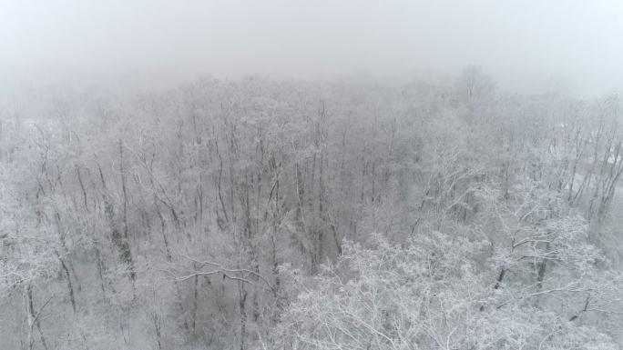 4K空中无人机实时视角，雪落在森林中田园诗般的白色树梢上
