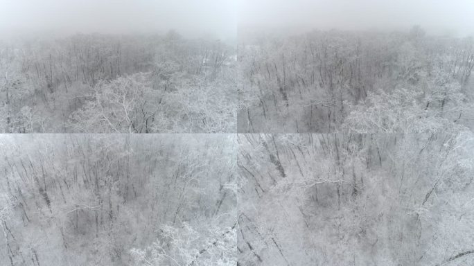 4K空中无人机实时视角，雪落在森林中田园诗般的白色树梢上