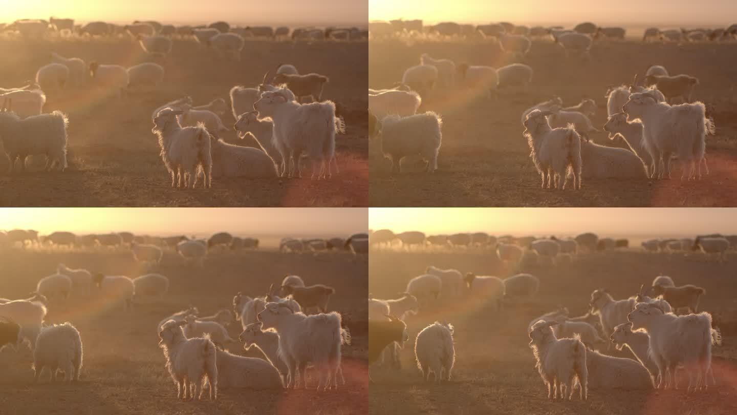 清晨羊群