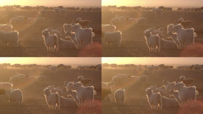 清晨羊群