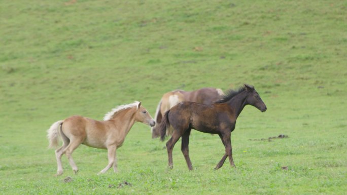 4K：两只小马驹在草地上奔跑和玩耍（超慢动作）
