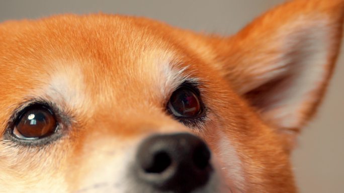 日本宠物狗柴犬特写4K