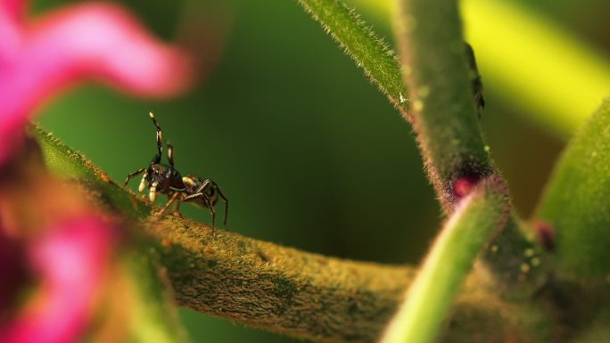 跳跃式蜘蛛昆虫阳光