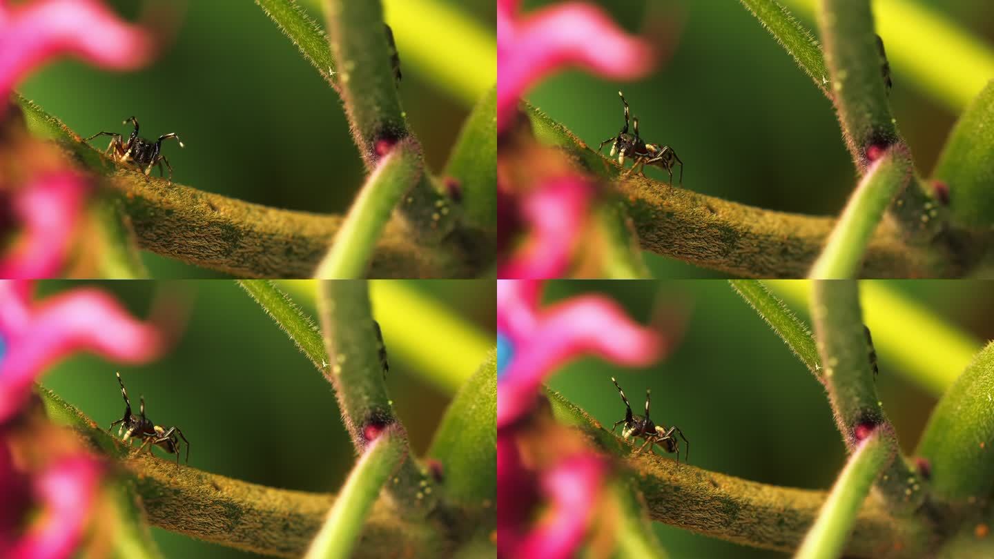 跳跃式蜘蛛昆虫阳光