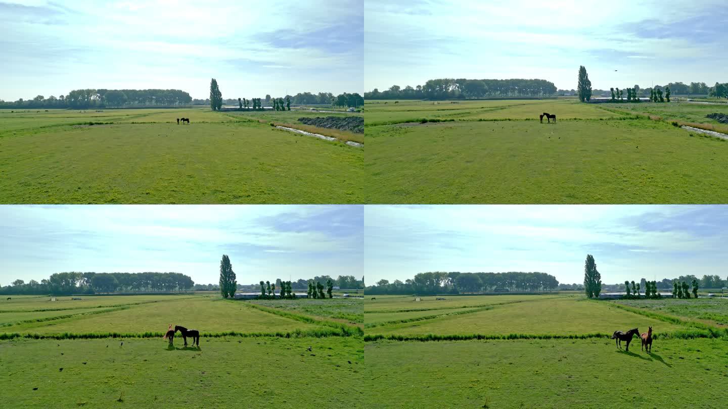 夏季的两只马在美丽的草地上吃草