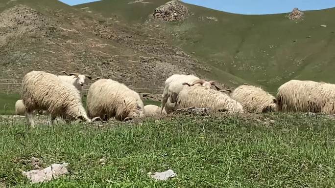 一群羊在西藏草原上吃草