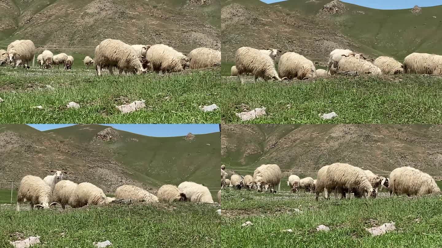 一群羊在西藏草原上吃草