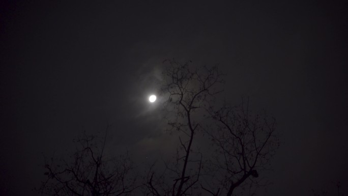树枝之上的月光