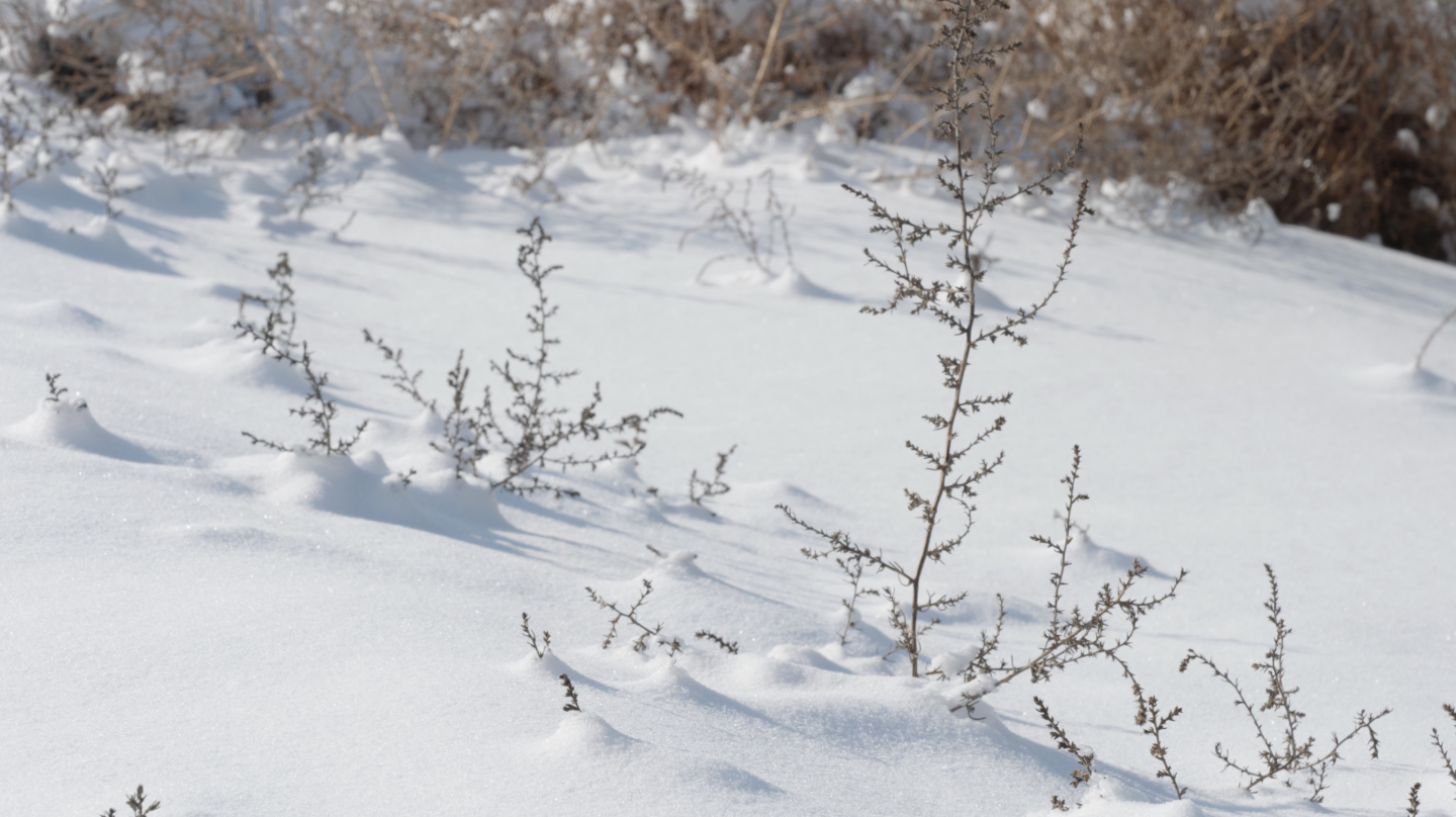 雪地里的植物