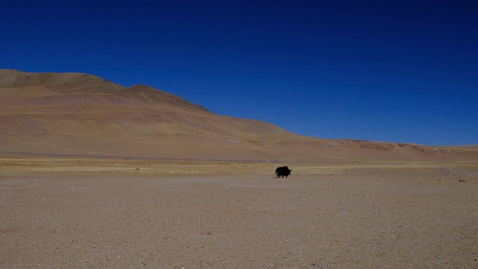 西藏高原地区一头独行的野牦牛