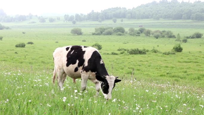 草地上吃草的牛草原牧场奶牛吃草进口牛肉