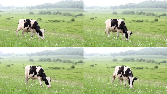 草地上吃草的牛草原牧场奶牛吃草进口牛肉
